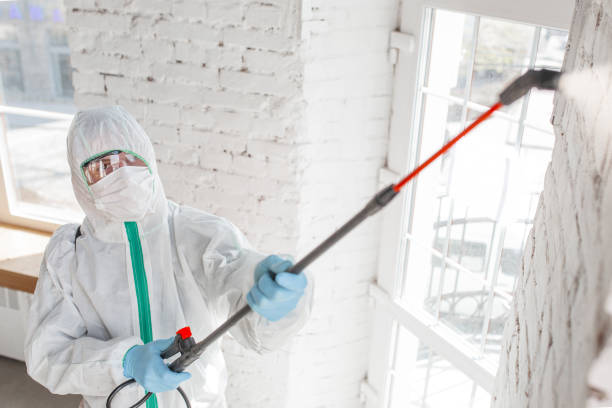 Why You Should Choose Our Mold Remediation Services in University Of California Santa Barbara, CA